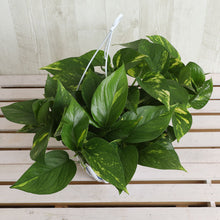 画像をギャラリービューアに読み込む, ポトス(斑入り) 6号 鉢カバーセット