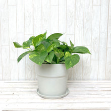 画像をギャラリービューアに読み込む, ポトス(斑入り) 6号 鉢カバーセット