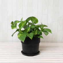 画像をギャラリービューアに読み込む, ポトス(斑入り) 6号 鉢カバーセット