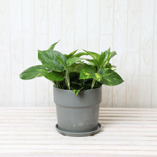 画像をギャラリービューアに読み込む, ポトス(斑入り) 6号 鉢カバーセット