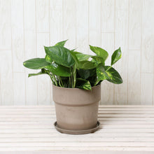 画像をギャラリービューアに読み込む, ポトス(斑入り) 6号 鉢カバーセット