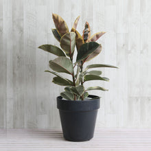 画像をギャラリービューアに読み込む, フィカス・ティネケ 7号 フレックスポットセット