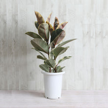 画像をギャラリービューアに読み込む, フィカス・ティネケ 7号 フレックスポットセット