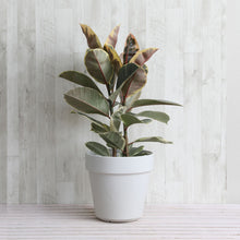 画像をギャラリービューアに読み込む, フィカス・ティネケ 7号 フレックスポットセット