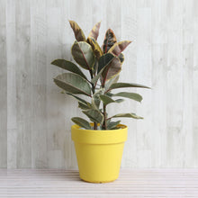 画像をギャラリービューアに読み込む, フィカス・ティネケ 7号 フレックスポットセット