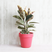 画像をギャラリービューアに読み込む, フィカス・ティネケ 7号 フレックスポットセット