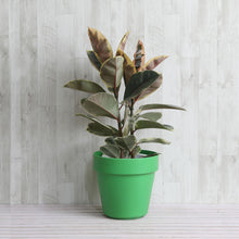 画像をギャラリービューアに読み込む, フィカス・ティネケ 7号 フレックスポットセット