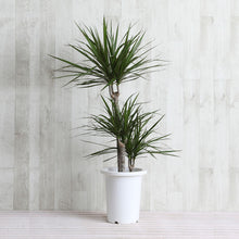 画像をギャラリービューアに読み込む, ドラセナ・コンシンネ 7号 フレックスポットカバーセット