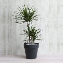 画像をギャラリービューアに読み込む, ドラセナ・コンシンネ 7号 フレックスポットカバーセット