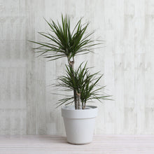 画像をギャラリービューアに読み込む, ドラセナ・コンシンネ 7号 フレックスポットカバーセット