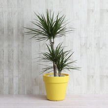 画像をギャラリービューアに読み込む, ドラセナ・コンシンネ 7号 フレックスポットカバーセット