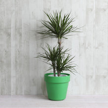 画像をギャラリービューアに読み込む, ドラセナ・コンシンネ 7号 フレックスポットカバーセット