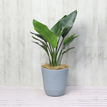 画像をギャラリービューアに読み込む, ストレリチア・オーガスタ 7号 アトリエポットカバーセット 直径27cm