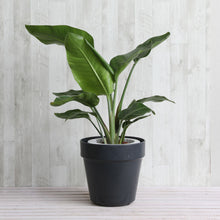 画像をギャラリービューアに読み込む, ストレリチア・オーガスタ 7号 フレックスポット鉢カバーセット