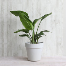 画像をギャラリービューアに読み込む, ストレリチア・オーガスタ 7号 フレックスポット鉢カバーセット