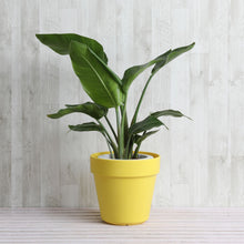 画像をギャラリービューアに読み込む, ストレリチア・オーガスタ 7号 フレックスポット鉢カバーセット