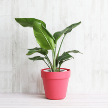 画像をギャラリービューアに読み込む, ストレリチア・オーガスタ 7号 フレックスポット鉢カバーセット