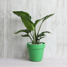 画像をギャラリービューアに読み込む, ストレリチア・オーガスタ 7号 フレックスポット鉢カバーセット