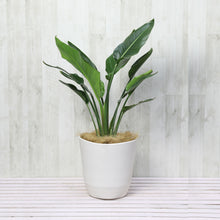 画像をギャラリービューアに読み込む, ストレリチア・オーガスタ 7号 アトリエポットカバーセット 直径27cm