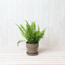 画像をギャラリービューアに読み込む, ネフロレピス・E・ツデー 4号 おしゃれな鉢カバーセット