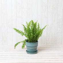 画像をギャラリービューアに読み込む, ネフロレピス・E・ツデー 4号 おしゃれな鉢カバーセット