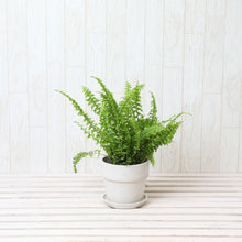 画像をギャラリービューアに読み込む, ネフロレピス・E・ツデー 4号 おしゃれな鉢カバーセット