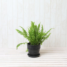 画像をギャラリービューアに読み込む, ネフロレピス・E・ツデー 4号 おしゃれな鉢カバーセット