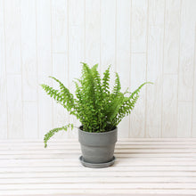 画像をギャラリービューアに読み込む, ネフロレピス・E・ツデー 4号 おしゃれな鉢カバーセット