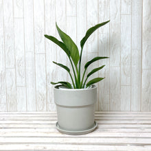 画像をギャラリービューアに読み込む, ストレリチア・レギネ 6号 アーバンプランツポットカバーセット