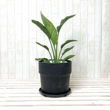 画像をギャラリービューアに読み込む, ストレリチア・レギネ 6号 アーバンプランツポットカバーセット