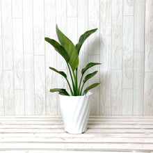 画像をギャラリービューアに読み込む, ストレリチア・レギネ 6号 アーバンプランツポットカバーセット