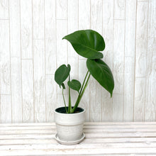 画像をギャラリービューアに読み込む, 【葉が割れるのを楽しむ】モンステラ・アダンソニー 4号 鉢カバーセット