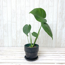 画像をギャラリービューアに読み込む, 【葉が割れるのを楽しむ】モンステラ・アダンソニー 4号 鉢カバーセット