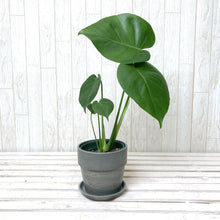 画像をギャラリービューアに読み込む, 【葉が割れるのを楽しむ】モンステラ・アダンソニー 4号 鉢カバーセット