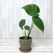 画像をギャラリービューアに読み込む, 【葉が割れるのを楽しむ】モンステラ・アダンソニー 4号 鉢カバーセット