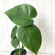 画像をギャラリービューアに読み込む, 【葉が割れるのを楽しむ】モンステラ・アダンソニー 4号 鉢カバーセット