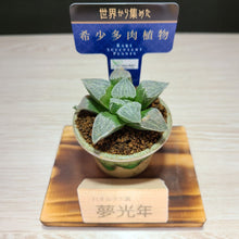 画像をギャラリービューアに読み込む, 【一点物】ハオルチア・夢光年 2号 信楽焼(丸鉢)セット