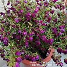 画像をギャラリービューアに読み込む, ボロニア・パープルジェラード 5号