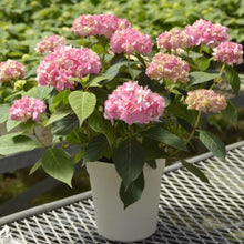 画像をギャラリービューアに読み込む, 【期間限定:4/7まで】アジサイ・テマリテマリピンク 4号
