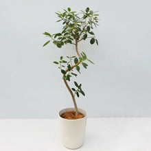 画像をギャラリービューアに読み込む, 【一点物】フランスゴム(まがり) 8号 沖縄の観葉植物 高さ約140cm No.590