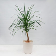 画像をギャラリービューアに読み込む, ドラセナ・カンボジアーナ 8号 沖縄の観葉植物 高さ 約130cm
