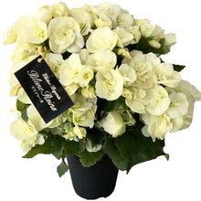 画像をギャラリービューアに読み込む, 【予約商品:4/19発送分】ベゴニア・ブランレーヌ 4.5号