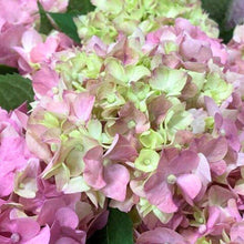 画像をギャラリービューアに読み込む, 【期間限定:4/7まで】アジサイ・テマリテマリピンク 4号