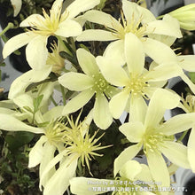 画像をギャラリービューアに読み込む, クレマチス・ペトリエイ 3号 3ポットセット