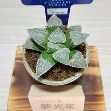 画像をギャラリービューアに読み込む, 【一点物】ハオルチア・夢光年 2号 信楽焼(丸鉢)セット