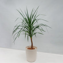 画像をギャラリービューアに読み込む, ドラセナ・カンボジアーナ 8号 沖縄の観葉植物 高さ 約130cm