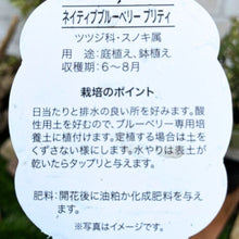 画像をギャラリービューアに読み込む, 【予約商品:11/17発送】ネイティブブルーベリー・プリティ 5号 1鉢