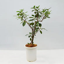 画像をギャラリービューアに読み込む, 【一点物】フランスゴム(寄植え) 8号 沖縄の観葉植物 高さ約120cm No.F6