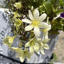 画像をギャラリービューアに読み込む, クレマチス・ペトリエイ 3号 3ポットセット