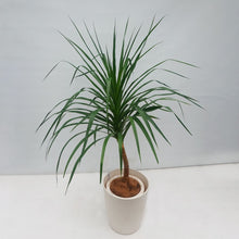 画像をギャラリービューアに読み込む, ドラセナ・カンボジアーナ 8号 沖縄の観葉植物 高さ 約130cm